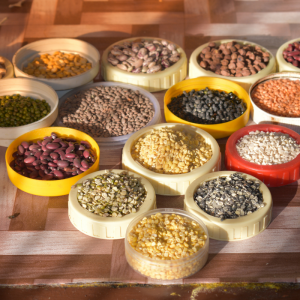 Desi Pulses and Lentils