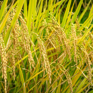 Unpolished Rice