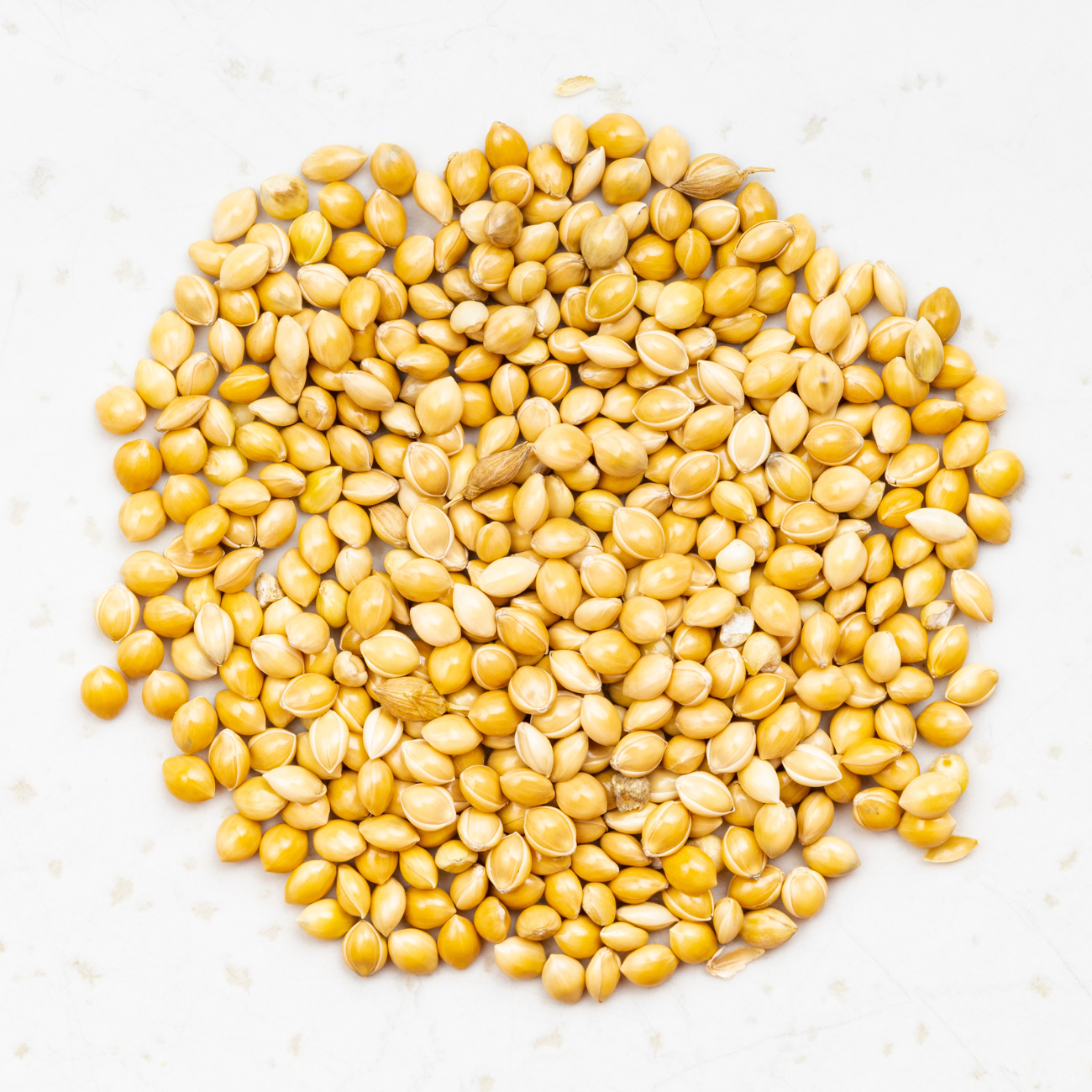 Proso Millet – Desi/Native Variety